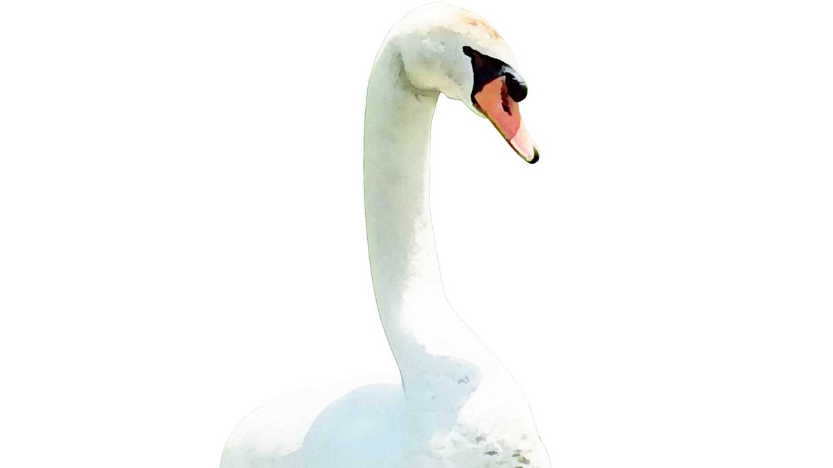 swan-1216x684